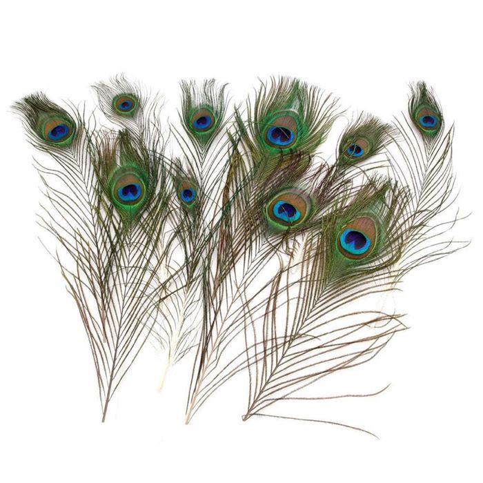 Peacock Feathers