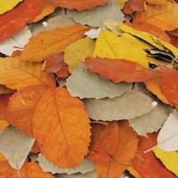NATURAL LEAVES 8-9CM PACKET OF 90 AUTUMN SHADES