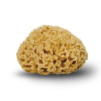 NATURAL SEA SPONGE 50-65MM